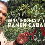 Bupati Taput Panen Perdana Demplot Cabai Merah Binaan Kantor Perwakilan Bank Indonesia Sibolga dan Pemkab Taput