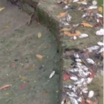 Prihal mati nya Ribuan ikan dikawasan Wisata Situ Rawa Binong, Yopi Kawali ; Diduga Situ Rawa Binong Tercemar Limbah B3