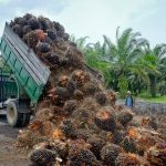 KPPU Desak Pemerintah Realisasikan Audit Industri Sawit