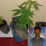 Bertanam ganja, warga Tapteng ini mendekam dalam jeruji besi