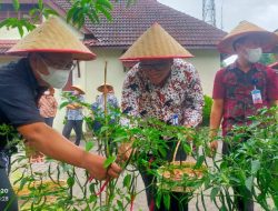 BI Sibolga Panen Perdana Cabai Merah Program Urban Farming
