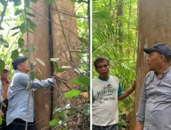 Pj Bupati Tapteng Tinjau Jejak Pohon Kapur Barus Dan Proses Budidayanya