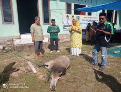 Di Tanah Kelahiran Sang Ayah, Fitri Krisnawati Tandjung Qurban 1 Ekor Sapi Bersama KAHMI Sibolga – Tapteng