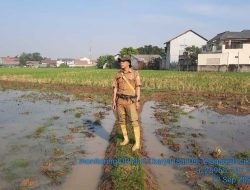 Dinas Pertanian : PJT II Sudah Tambah Debit Air untuk Atasi Kekeringan Lahan Pertanian