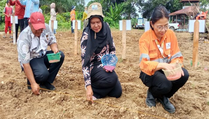 PTAR Luncurkan Program “Martabe Chicken Farm”, Tanam Perdana Jagung di Lahan 20 Hektare