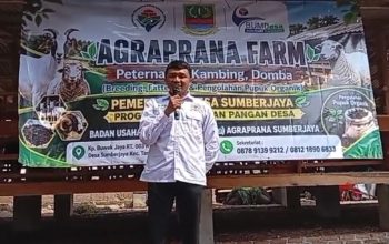 BUMDes SumberJaya Launching Program Ketapang Lewat Peternakan Kambing. Ketua BOD : Baru Kali Ini Saya Melihatnya Dengan Nyata