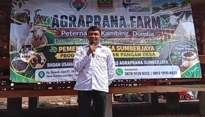 BUMDes SumberJaya Launching Program Ketapang Lewat Peternakan Kambing. Ketua BOD : Baru Kali Ini Saya Melihatnya Dengan Nyata
